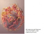3D melanoma cell (National Insitute of Health under Creative Commons)