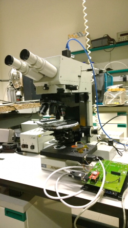 microscopio polarizacion